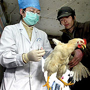 birdflu